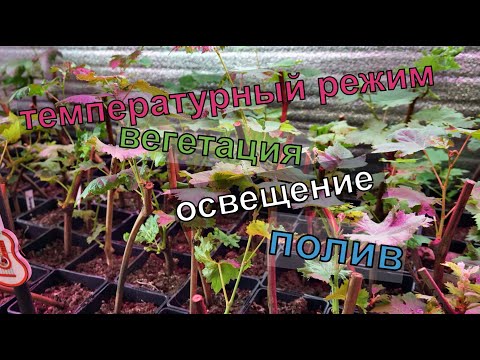 Видео: Виноград . Процесс укоренения 2020г. Полив вегетирующих саженцев .