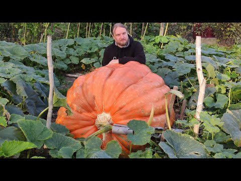 Видео: Весь процесс роста тыкв в 487 кг.  Растим гигантскую тыкву.  Сезон 2023. Огромная тыква.