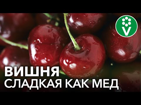 Видео: 5 САМЫХ ВКУСНЫХ СОРТОВ ВИШНИ. Готовим из вишни изюм и мармелад