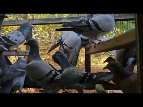 Видео: #голуби #pigeon #хорошеенастроение  Что есть сейчас у меня ... какие породы.