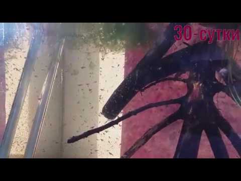 Видео: Рост тернеции