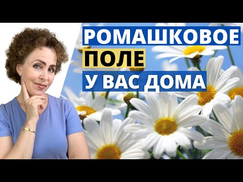 Видео: РОМАШКА. Как посадить Ромашку. Ромашковое Поле дома.