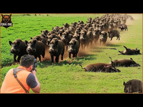Видео: Почти 300 диких кабанов напали на ферму. Как канадские фермеры справляются с миллионами диких каб...