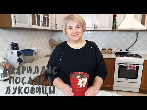 Видео: Посадка луковицы амариллиса. Мои цветы. Мой опыт.