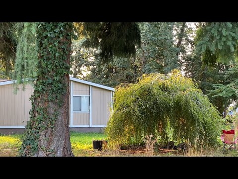 Видео: СЕЛЬСКИЕ  ЖИВЫЕ ЗВУКИ , дом в ЛЕСУ, коты, птицы.  ГЛУХАЯ ДЕРЕВНЯ. 