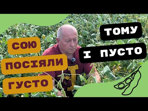 Видео: Важливо | Чи вплинула ширина міжряддя та густота на урожайність сої |