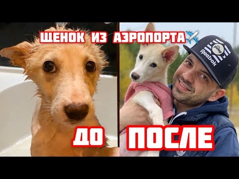 Видео: Щенок нашел меня в аэропорту. Вылечил и нашел семью.