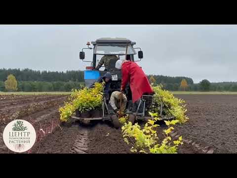 Видео: Реалити-шоу «Будни начинающего питомниковода» – Дела в питомнике в октябре. Часть 28.