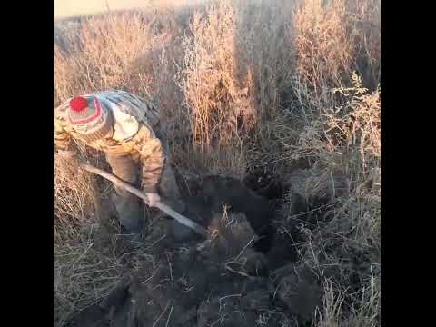 Видео: Первый Барсук  в этом  сезоне. Осень 2022год.