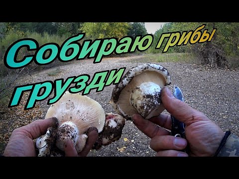 Видео: Собираю грибы грузди в сентябре г  Актобе 2023г