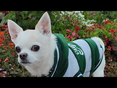 Видео: Добрый вечер ❤️❤️❤️❤️❤️❤️❤️