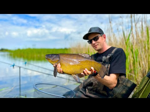 Видео: ОЗЕРО КИШИТЬ ЛИНОМ - Рибалка на лина