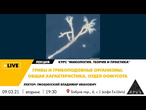 Видео: Лекция "Грибы и грибоподобные организмы. Общая характеристика. Отдел Oomycota" курса "Микология"