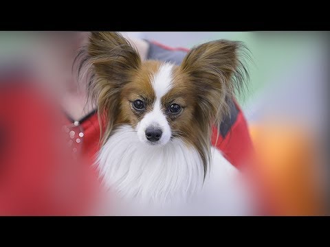 Видео: Папийон, континентальный той-спаниель - лучшая собака для семей с детьми.
