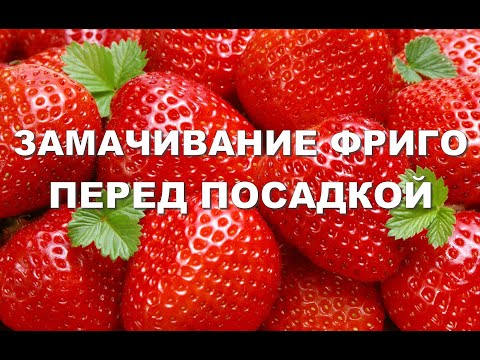 Видео: ПОДРЕЗАНИЕ КОРЕШКОВ И ЗАМАЧИВАНИЕ РАССАДЫ ФРИГО ПЕРЕД ПОСАДКОЙ