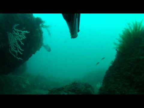 Видео: веселая атлантика подводная охота в Португалии