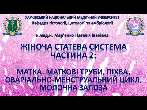 Видео: Жіноча статева система, частина 2: матка, оваріально-менструальний цикл, молочна залоза. Гістологія