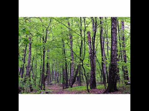 Видео: "Жабайы аңдар"(жаратылыстану)