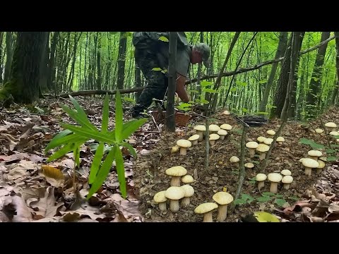 Видео: Гигантские скопления молодых грибов. Первые белые грибы осени 2025 года.