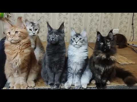 Видео: Вечер в питомнике мейн кунов