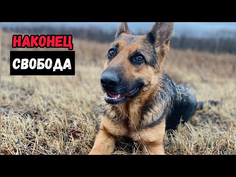 Видео: СОБАКА ПРОВЕЛА В ЗАПЕРТИ ПОЛ ГОДА. ПОХОД В ЛЕС С НЕМЕЦКИМИ ОВЧАРКАМИ