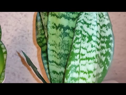 Видео: Сансевиерии в моей второй комнате, январь 2024 года. #сансевиерия #snakeplant  #sansevieria