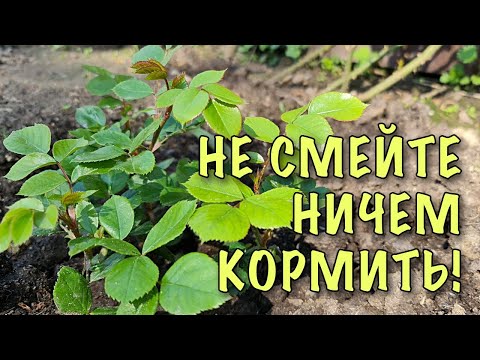 Видео: НЕ СМЕЙТЕ НИЧЕМ КОРМИТЬ! Уход за РОЗАМИ ПЕРВОГО ГОДА ПОСАДКИ. Как улучшить РОСТ и РАЗВИТИЕ