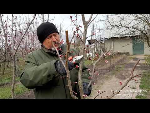 Видео: Перевалка или как пересадить взрослое дерево