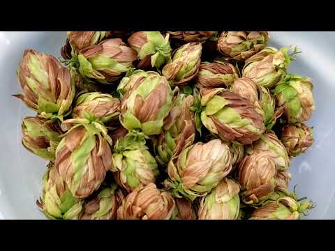 Видео: Хмель - когда и как собирать.