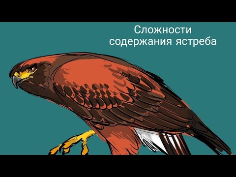 Видео: Содержание ястреба| минусы