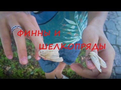 Видео: Финны наконец то увидали шелкопрядов