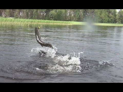 Видео: Поверхностные приманки (воблеры из моей коробки).