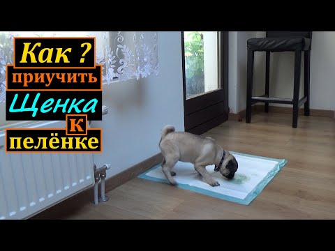 Видео: Как приучить ЩЕНКА ходить на пеленку. Мопс. Как быстро научить щенка ходить на ПЕЛЁНКУ.