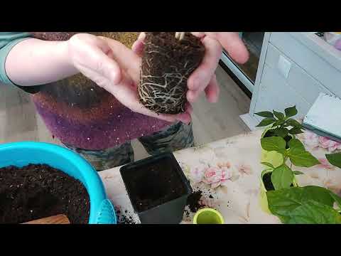 Видео: Перевалка рассады острого перца в больший объём. 26 января.