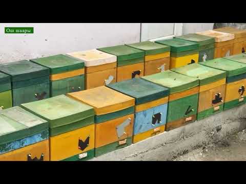 Видео: Матководство боюнча 5 күндүк курс жана практикалык көндүмдөр\ Тренер:Юсупов Музаффар / Кыргызстан