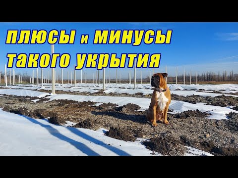 Видео: Укрытие ежевики на зиму