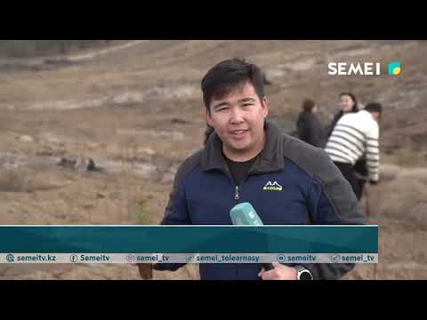 Видео: В области Абай до конца года будет высажено более 21 млн сеянцев 