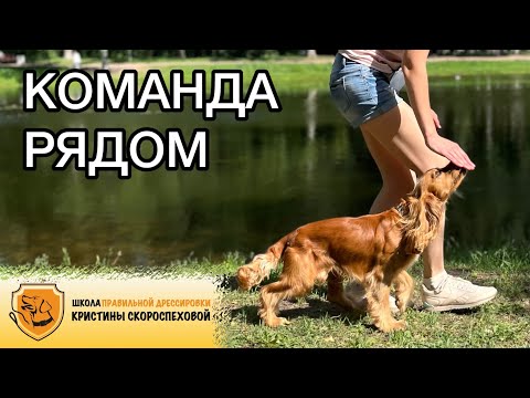 Видео: Учим собаку ходить рядом и разбираем самые частые ошибки!