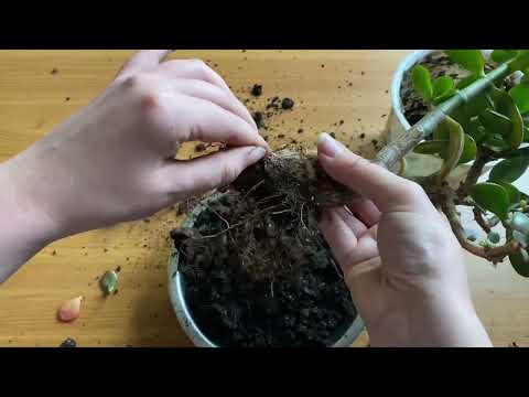 Видео: Пересадка крассулы из подъезда - до/после в конце
