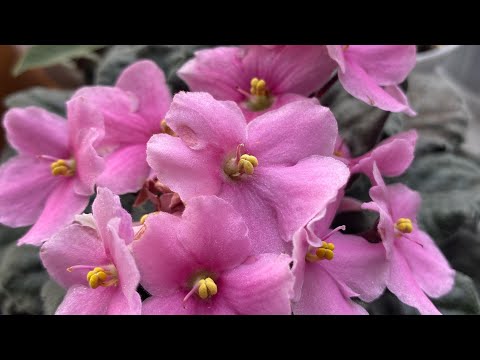 Видео: Новости с подоконника 27 октября 🌿🌿🌿
