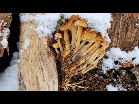 Видео: Зимняя грибалка в Подмосковье. Грибочки есть! Смотреть до конца!