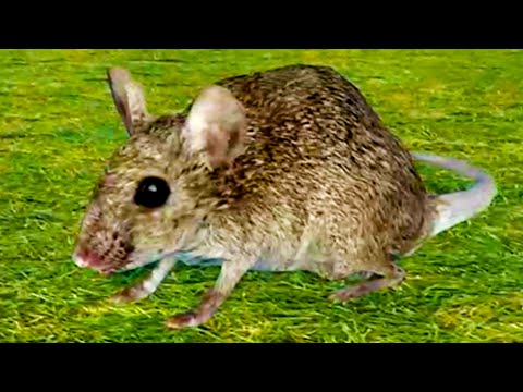 Видео: Симулятор Крысы #4 Босс Главарь Вредитель против Кида Rat Simulator на пурумчата