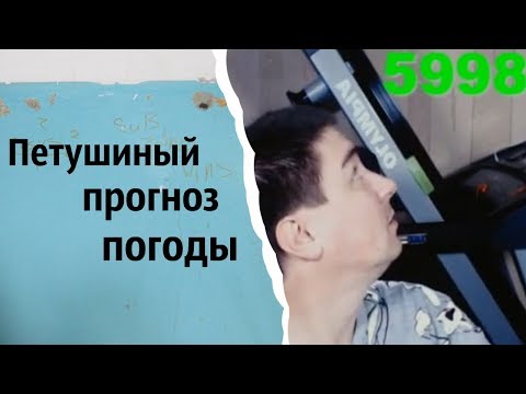 Видео: Петушиный прогноз погоды | КОНСТАНТИН КАДАВР (НАРЕЗКА СТРИМА)