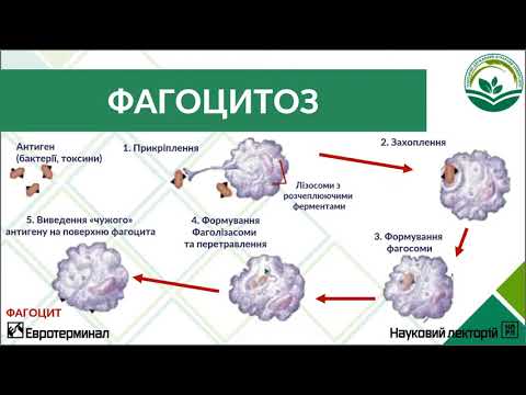 Видео: Фізіологія імунітету. Лекція 2. Вроджений клітинний та гуморальний імунітет