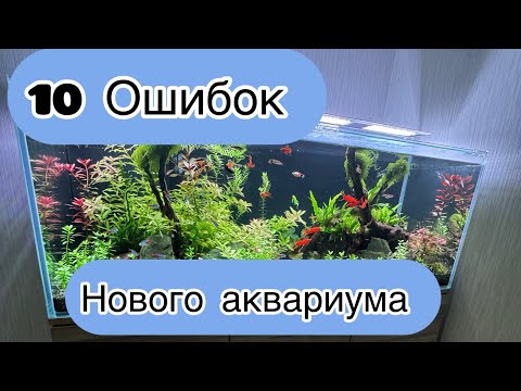 Видео: 10 ошибок нового аквариума/первый запуск/водоросли