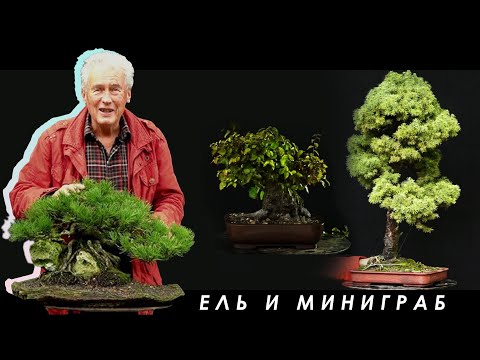 Видео: МЕЖДУНАРОДНАЯ БОНСАЙ АКАДЕМИЯ с Уолтером Полом 2013 - Часть 8 / "Ель и мини Граб"