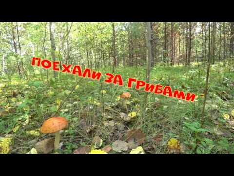 Видео: Поехали за грибами.
