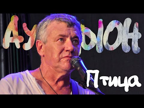 Видео: АукцЫон - Птица