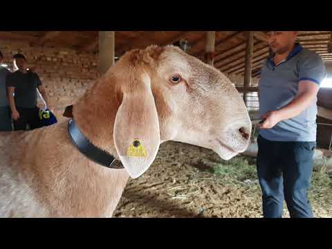 Видео: Хозяйство Алибаба Мурсалзаде. г. Шу. Анвар Рустемов +77017224679(ватцап)