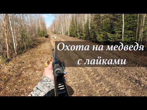 Видео: Охота на медведя с лайками.